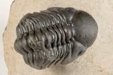 1.5" Detailed Reedops Trilobite - Atchana, Morocco - #204162-1